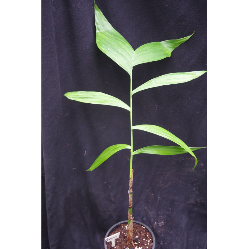 Chamaedorea warszewiczii