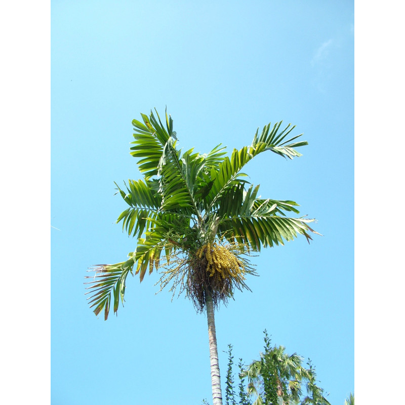 Ptychosperma elegans - Solitaire Palm