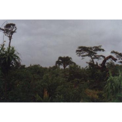 Ravenea sambiranensis - Soindro-Palme