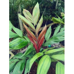 Calyptrocalyx pachystachys