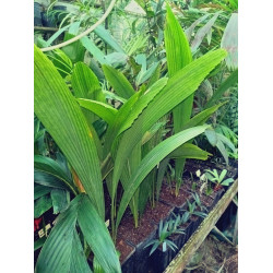 Johannestejismannia lanceolata - Schlanke Joey