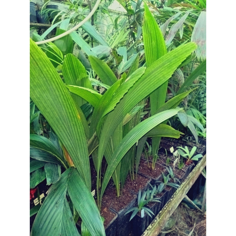 Johannestejismannia lanceolata - Schlanke Joey