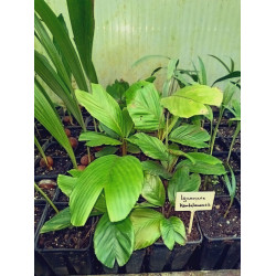 Iguanura kelantanensis