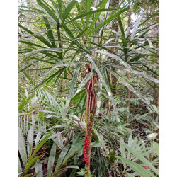 Licuala sp. new "Narrow Leaf Kalimantan"