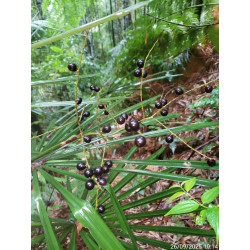 Lanonia sp. new "Black Fruit"