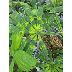 Lanonia sp. new "Hardy Mapu" (L. sp. Solar Eclipse")