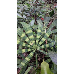 Lanonia sp. new "Hardy Mapu" (L. sp. Solar Eclipse")