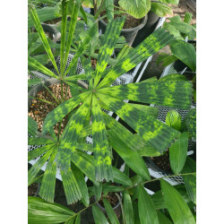 Lanonia sp. new "Hardy Mapu" (L. sp. Solar Eclipse")