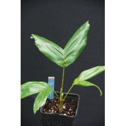 Brassiophoenix drymophloeoides