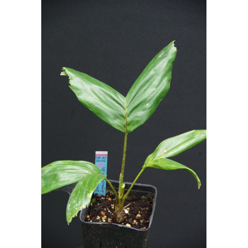 Brassiophoenix drymophloeoides