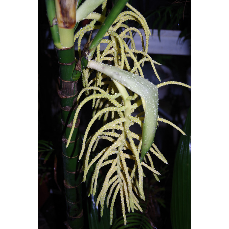 Chamaedorea tepejilote  - "Pacaya-Palme"