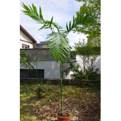 Chamaedorea tepejilote  - "Pacaya-Palme"