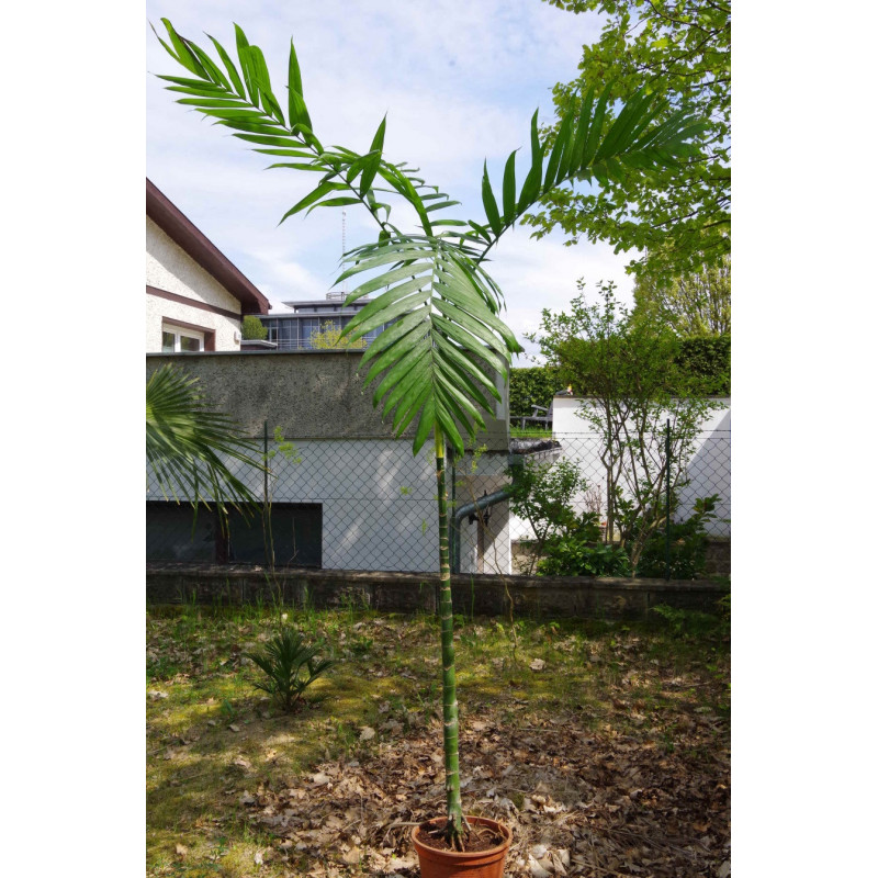 Chamaedorea tepejilote  - "Pacaya-Palme"