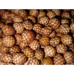 Pigafetta filaris - "Weiße Wanga-Palme"