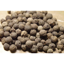 Rhapis subtilis - "Zwerg-Steckenpalme"