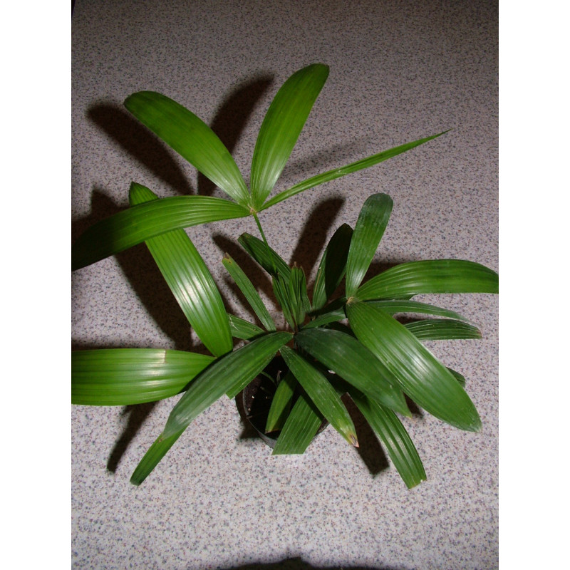 Rhapis subtilis - "Zwerg-Steckenpalme"