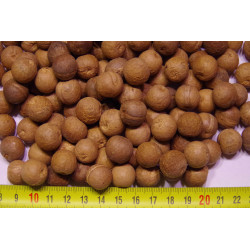 Archontophoenix purpurea - Mt. Lewis-Palme