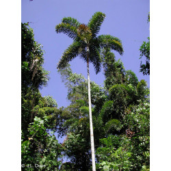 Normanbya normanbyi - Schwarze Palme