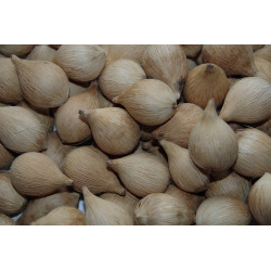 Normanbya normanbyi - Schwarze Palme