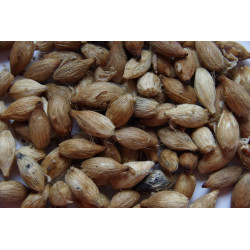 Veitchia subdisticha (syn. Drymophloeus subdidtichus)