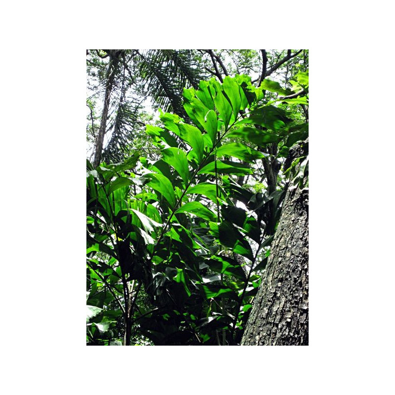 Veitchia subdisticha (syn. Drymophloeus subdidtichus)