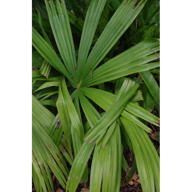 Livistona inermis - Schmalblättrige Schirmpalme