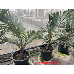 Arenga engleri - Zwerg-Zuckerpalme