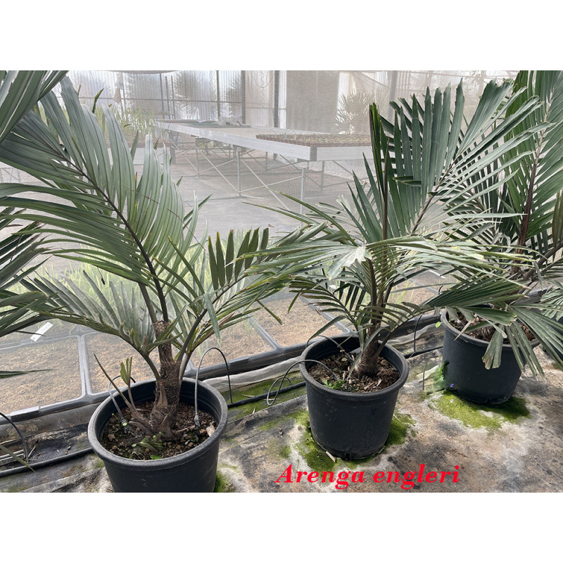 Arenga engleri - Zwerg-Zuckerpalme