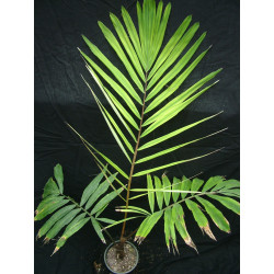 Arenga micrantha - Tibet-Zuckerpalme