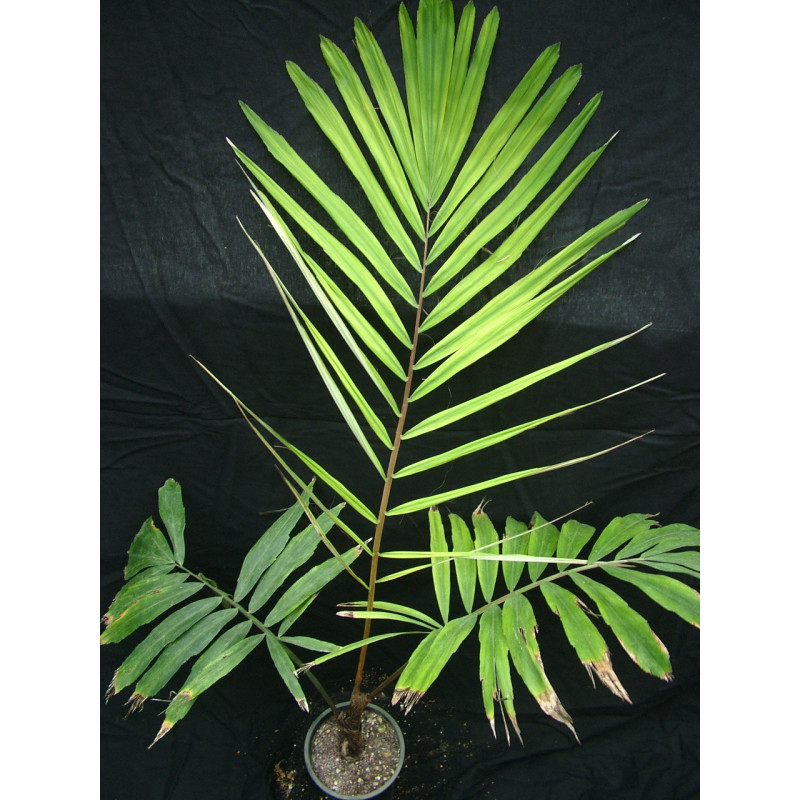 Arenga micrantha - Tibet-Zuckerpalme