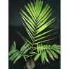 Arenga micrantha - Tibet-Zuckerpalme