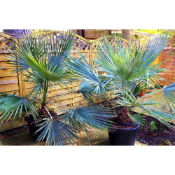 Brahea dulcis "Blue"