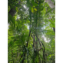 Calamus sp. "long fruit"
