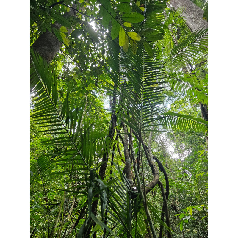 Calamus sp. "long fruit"