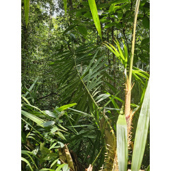 Calamus sp. "White fruit"