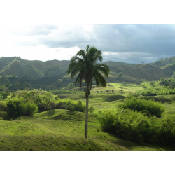 Ceroxylon quindiuense - Quindio-Wachspalme