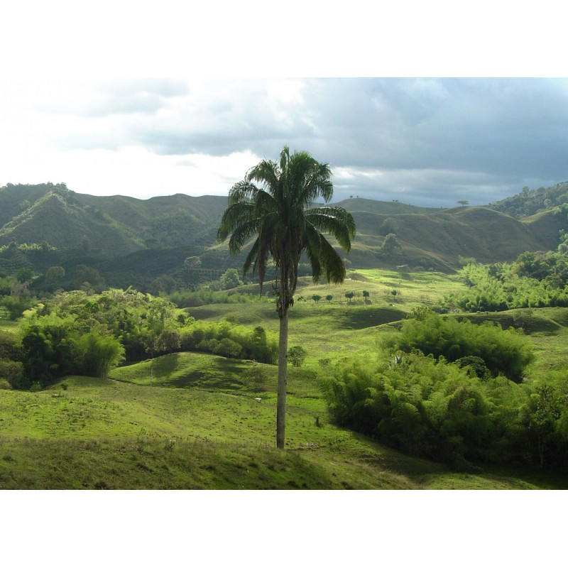 Ceroxylon quindiuense - Quindio-Wachspalme
