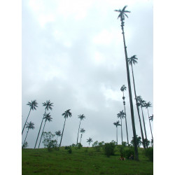 Ceroxylon quindiuense - Quindio-Wachspalme