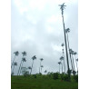 Ceroxylon quindiuense - Quindio-Wachspalme