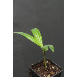 Archontophoenix x Albang (A. alexandrae x A. cunninghamiana)