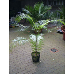 Syagrus weddelliana (syn. Lytocaryum weddellianum) - Kokospälmchen, Ague-Palme