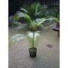 Syagrus weddelliana (syn. Lytocaryum weddellianum) - Ague Palm