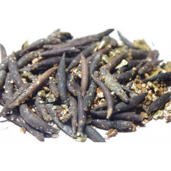 Licuala mattanensis 'Mapu'  - Mapu-Palme