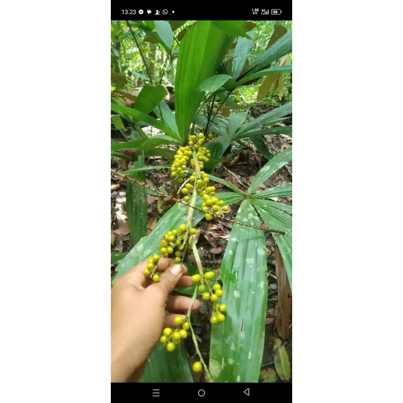 Licuala sp. "Keerom"