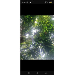 Licuala lauterbachii var. lauterbachii