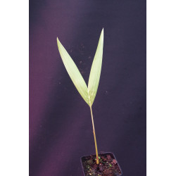 Adonidia merrillii "Golden Form"