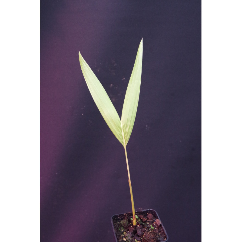 Adonidia merrillii "Golden Form"