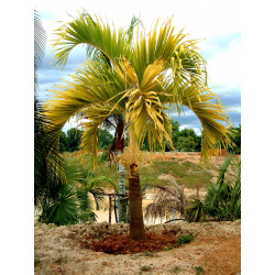 Adonidia merrillii "Golden Form"