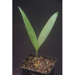 Areca concinna