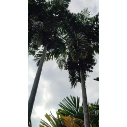 Areca mandacanii